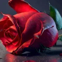 کسب درامد تنها با یک گوشی