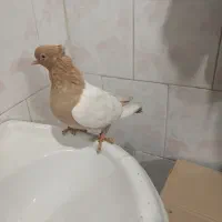 سینه زرد کله زرد ملاثانی