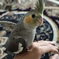 عروس هلندی