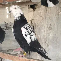 کفتر نر قاره پرشی|پرنده|هشتگرد, فاز ۱ مهستان|دیوار