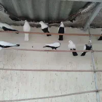 کود کفتر|گل و گیاه طبیعی|قم, قلعه عموحسین|دیوار