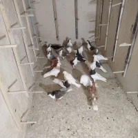 جوجه ساده اصلی ۲۲ عدد
