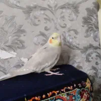 عروس هلندی نر  ۱ساله