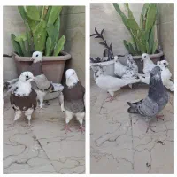 تعدادی کبوتر گلی و پرشی کاکلی تکی و یکجا