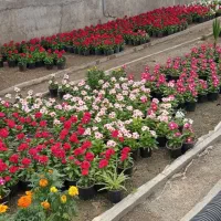 باغبان حرفه ای|خدمات باغبانی و درختکاری|کرج, فاز ۳ مهرشهر|دیوار
