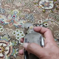 عروس هلندی سینامون|پرنده|زرقان, |دیوار