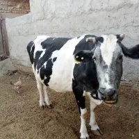 دو‌عدد‌گاو‌یکی‌گوشتی‌ویکی‌زایده|حیوانات مزرعه|زابل, |دیوار