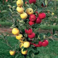 به یک نفر نیرو نیاز مندیم