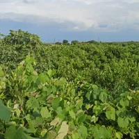 سفر دوستانه شمال سه روزه