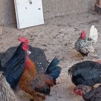 مرق خوروس مینیاتوری|حیوانات مزرعه|دشتابی, |دیوار