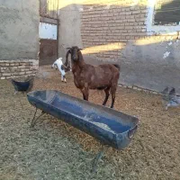 بز دورگ چاق|حیوانات مزرعه|سرایان, |دیوار