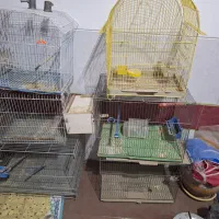 قفس پرنده
