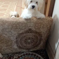 واگذاری توله نر پودل تریر