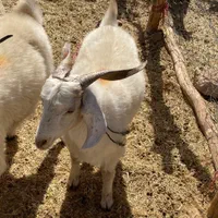 انواع گوسفند محلی چاق ( دام زنده ) + قصاب|حیوانات مزرعه|کرمان, |دیوار