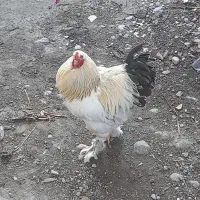 ۹ عدد جوجه برهما لایت موجود شد