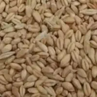 گندم تمیز نانی