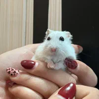 همستر کمپل وینتروایت جفت|موش و خرگوش|اصفهان, ناژوان|دیوار