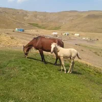 اسب مادیون وکره یکسال ونیم