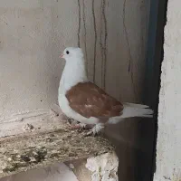 کبوتر طوقی|پرنده|گنبد کاووس, |دیوار