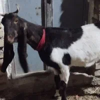 یک بز فروشی