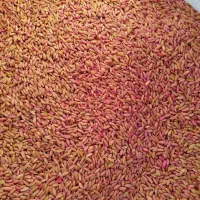 گندم مادر بوجاری شده|خدمات باغبانی و درختکاری|میانه, |دیوار