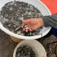 ..پرورش کشاورزی بچه ماهی.کپورر.آمور شمشیری