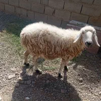 میش|حیوانات مزرعه|بمپور, |دیوار