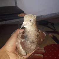 کفتر سرخ افشون کاکل