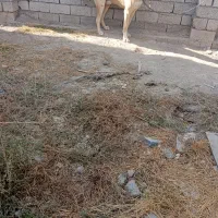 سگ سرابی|سگ|اردبیل, |دیوار