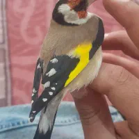 سهره باغی|پرنده|دورود, |دیوار