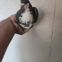 گلی وزاغ ریشی|پرنده|زرند, |دیوار