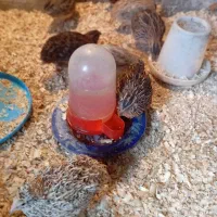 بلدرچین هر قیمتی موجود است از یک روز تا ۹۰ روزه|حیوانات مزرعه|اسالم, |دیوار