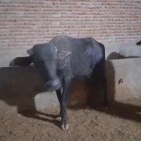 گاومیش ماده اصیل سالم|حیوانات مزرعه|بناب, |دیوار