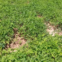 گوجه فرنگی و بادنجان