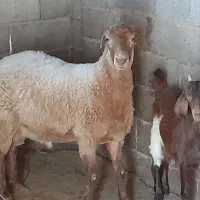 گوسفندبره نر