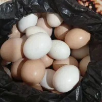 تخم مرغ محلی