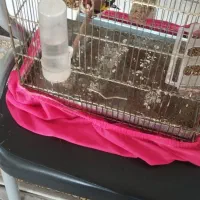 سهره|پرنده|کلاترزان, |دیوار