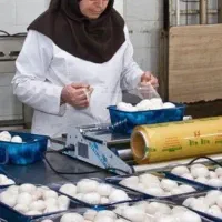 جذب نیروی خانم مسئولیت پذیر برای بسته بندی قارچ
