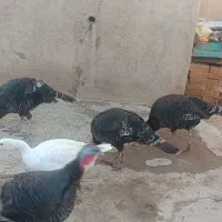 بوقلمون نر وه ماده محلی