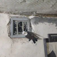 کفتر گرفتنی الوند|پرنده|الوند, |دیوار