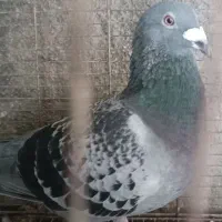 کبوتر پلاکی|حیوانات|بوشهر, |دیوار