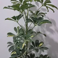 انواع گل های آپارتمانی|گل و گیاه طبیعی|مرودشت, نقش رستم|دیوار