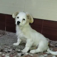 سگ بانمک و شیطون