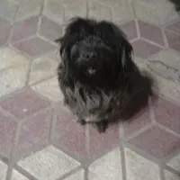 واگذاری سگ شیتز تریر