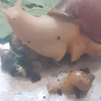 حلزون های البینو|خزنده|کرمانشاه, |دیوار