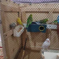 چهار جفت مرغ عشق تخم گذار و قفس|پرنده|دزفول, |دیوار