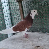 شازده قرمز نر