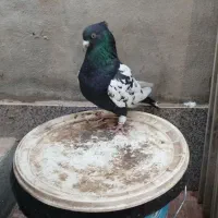 کبوتر سینه سیاه