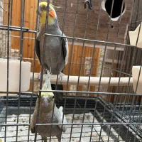 عروس|پرنده|زنجان, |دیوار