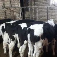5 عدد گوساله نر هلشتاین